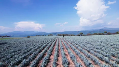 AGAVE AERIAL SHOT Stock Footage 281463390