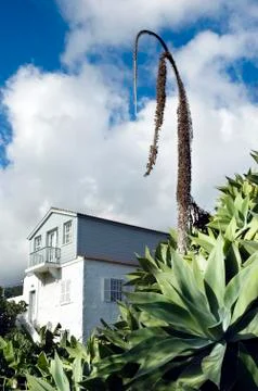 Agave (agave attenuata) Stock Photos