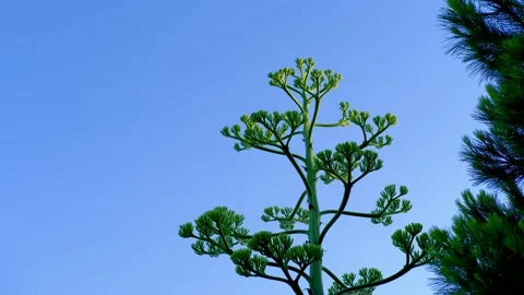 Agave Americana Tree Stock Footage 158492454