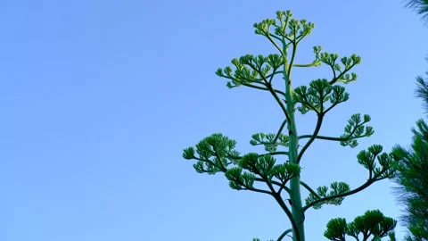 Agave Americana Tree Stock Footage 158492646