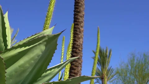 Agave and agave sprouts Stock-Footage 197198656
