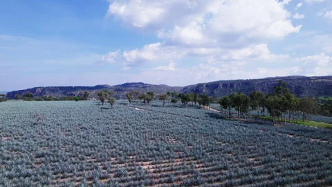 AGAVE AND SKY 2 Stock Footage 281463449