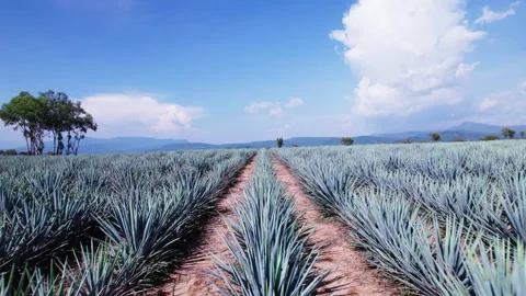 AGAVE AND SKY Stock Footage 281463747