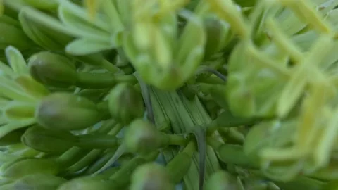 Agave Attenuata Flowers Close Up Stock Footage 160243810