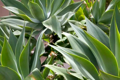 Agave attenuata 写真素材