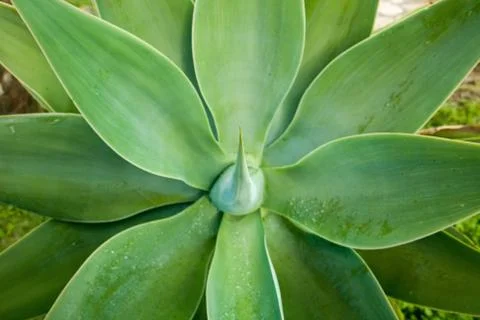 Agave attenuata Stock Photos