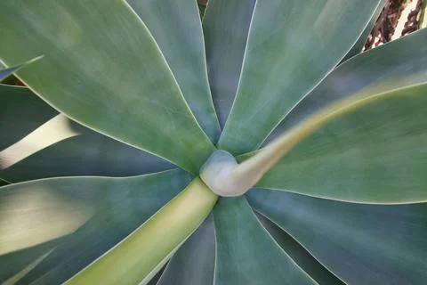 Agave attenuata Foto stock