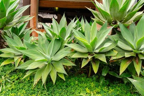 Agave attenuata Foto stock