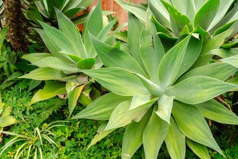 Agave attenuata Foto stock