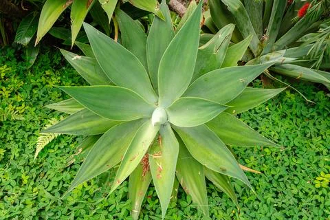 Agave attenuata Stock Photos