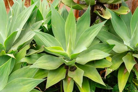 Agave attenuata Stock Photos