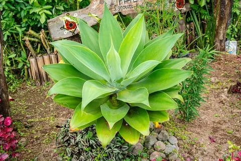 Agave attenuata Stock Photos