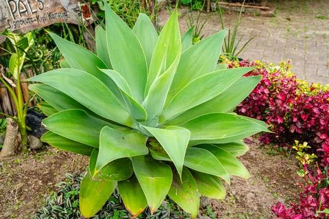 Agave attenuata Foto stock