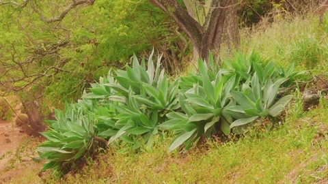 Agave Attenuata Plants Growing on a Hillside in the Koko Crater Botanical Garden Stock Footage 325751853
