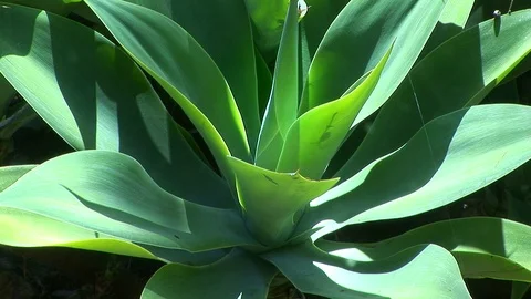 Agave Attenuate plant Stock Footage 89734644