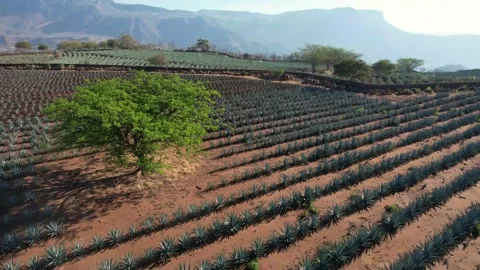 Agave azul cactus fields near the town of Tequila, Jalisco, Mexico 動画素材 174419170