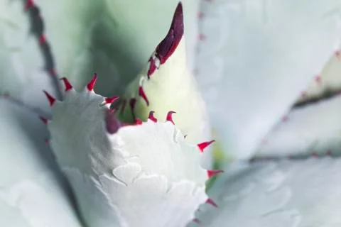 Agave background Stock Photos