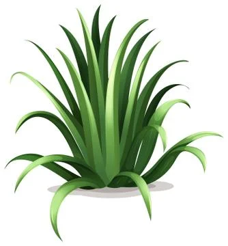 Agave bracteosa Stock Illustration