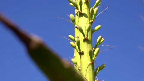 Agave buds on stalk sprout Stock-Footage 197190819