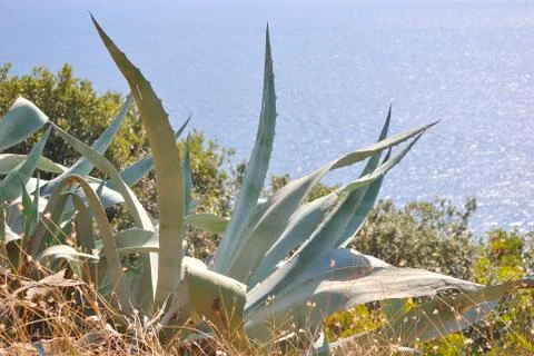 The agave bush Stock Photos