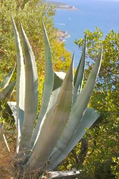The agave bush Stock Photos
