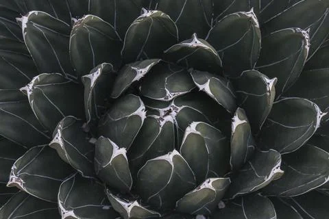 Agave cactus, abstract natural pattern background, dark green color Stock Photos