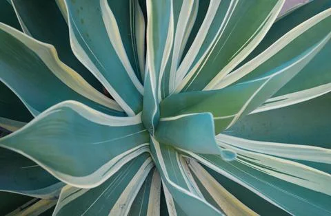 Agave. Cactus backdround, cacti design or cactaceae pattern. Stock Photos