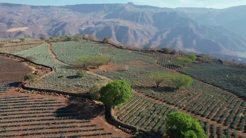 Agave cactus fields and valley near Tequila, Mexico 動画素材 174416198