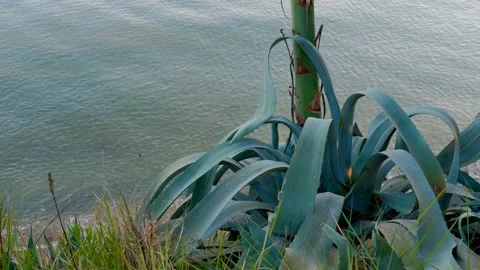 Agave cactus Stock Footage 158492564