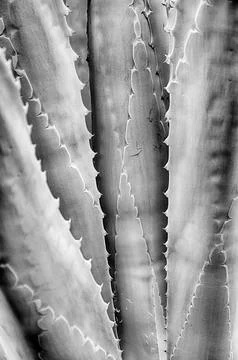 Agave Cactus Leaf Pattern In Monochrome Stock Photos