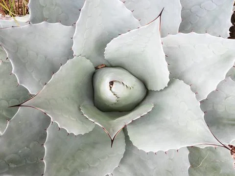 Agave Cactus Stock Photos