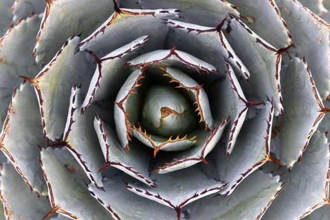 Agave Cactus Stock-Fotos