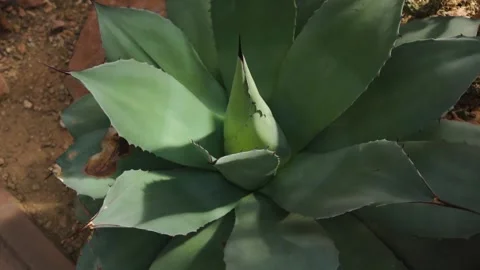 An agave cactus with turn Video stock 272522508