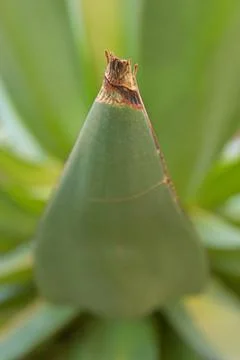 Agave celsii. Foto stock