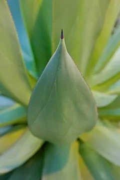 Agave celsii. Stock Photos