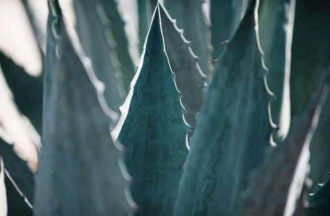 Agave close up. Cactus backdround, cacti design or cactaceae pattern Stock Photos