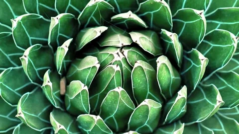 Agave close-up. Green succulent background. Queen Victoria Agave Stock Footage 292919628