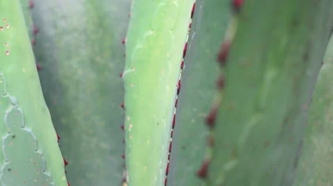 Agave Closeup Dolly 動画素材 33353980