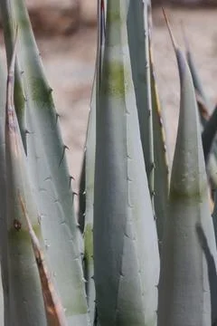 AGAVE DESERTI LEAF Stock Photos