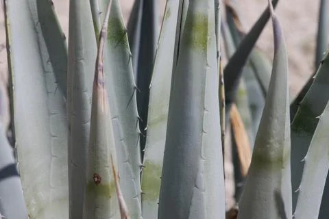 AGAVE DESERTI LEAF Stock Photos