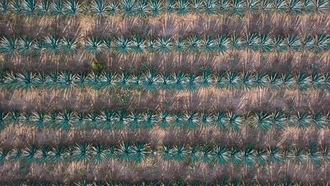 Agave field aerial Stock Footage 102600843
