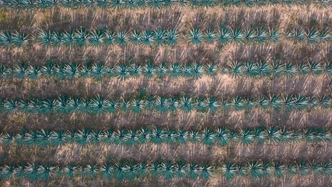 Agave field aerial Stock Footage 102603545