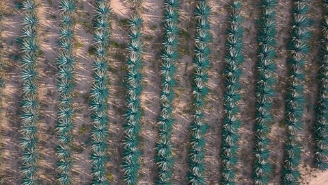 Agave field aerial Video stock 102693473