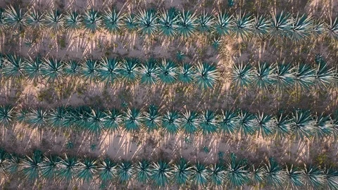 Agave field aerial Stock Footage 103351738