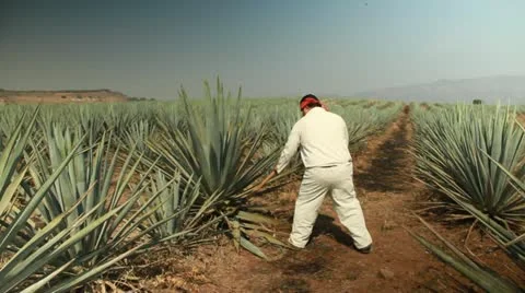 Agave field 動画素材 12606755