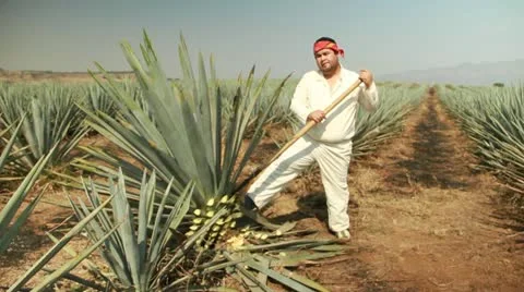 Agave field 動画素材 12606821
