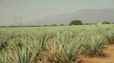 Agave field 動画素材 12607672