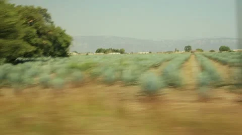 Agave field 動画素材 12608437
