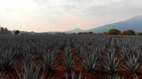 Agave Field Stock Footage 197683039
