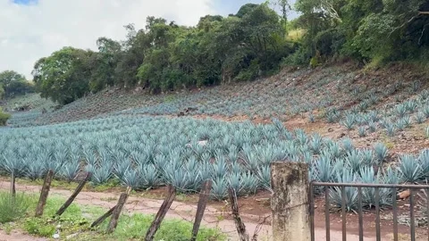 Agave Field on a Hillside Stock Footage 296353672